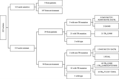 Molecular Epidemiology of Azole-Resistant Aspergillus fumigatus in France Shows Patient and Healthcare Links to Environmentally Occurring Genotypes